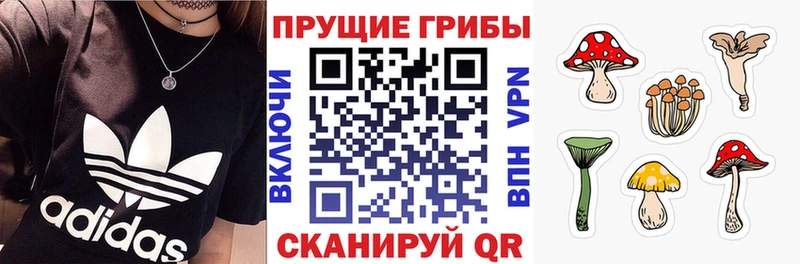 Купить где Покров Галлюциногенные грибы Cubensis